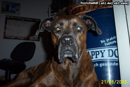 Bull-Boxer Hunde Foto 6573 Bull-Boxer Wer weiß, was außer dem Boxer noch in meimem Hund steckt?
