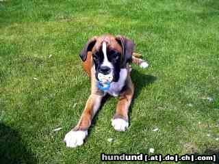 Bull-Boxer Hunde Foto 15599 Bull-Boxer