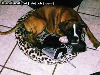 Bull-Boxer Hunde Foto 15602 Bull-Boxer \