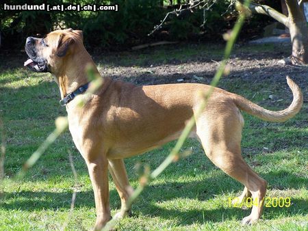 Bull-Boxer My BullBoxer Babsi