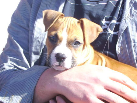 Bull-Boxer Clara mit 8 Wochen