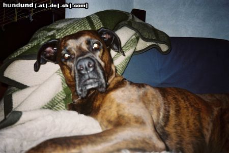 Bull-Boxer Hunde Foto 6576 Bull-Boxer Wer stört?