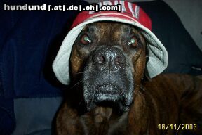 Bull-Boxer Hunde Foto 7241 Bull-Boxer Einmal mit Hut