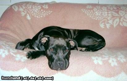 Bull-Boxer Hunde Foto 7227 Bull-Boxer Siva
