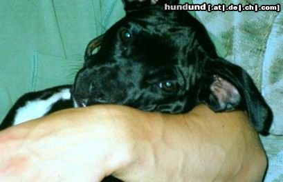 Bull-Boxer Hunde Foto 6183 Bull-Boxer Siva mit neun Wochen