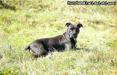 Bull-Boxer Hunde Foto 6146 Bull-Boxer
