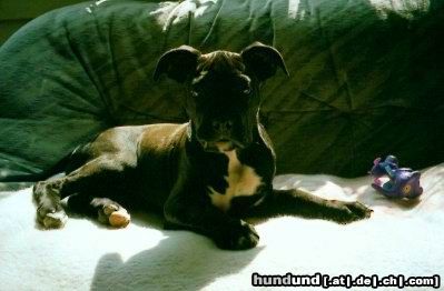 Bull-Boxer Hunde Foto 6157 Bull-Boxer Siva mit 3 Monaten