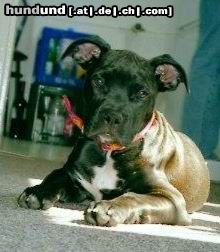 Bull-Boxer Hunde Foto 6158 Bull-Boxer Siva mit 4 Monaten
