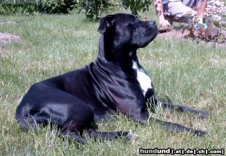 Bull-Boxer Hunde Foto 6144 Bull-Boxer