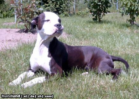 Bull-Boxer Hunde Foto 6226 Bull-Boxer