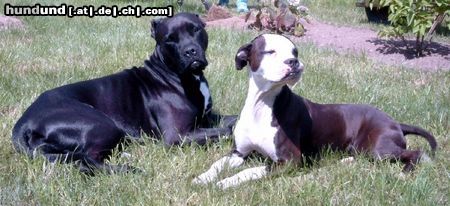 Bull-Boxer Hunde Foto 6131 Bull-Boxer zwei Bull-Boxer, geschwister 4jahre, schwarz