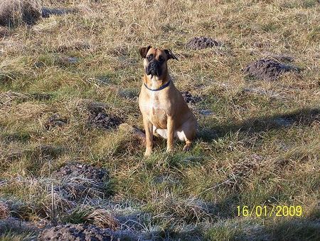 Bull-Boxer Bullboxer Babsi