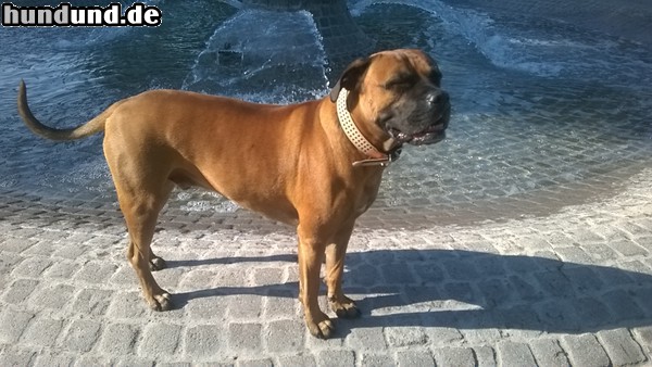 Bull-Boxer Bullboxer Idrfix