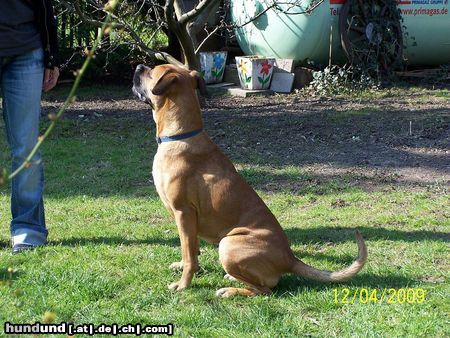 Bull-Boxer My BullBoxer Babsi