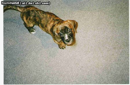 Bull-Boxer Hunde Foto 19804 in höherer Auflösung ansehen Bull-Boxer So sah er mit 8 Wochen aus