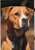 Bull-Boxer Foto: Diese schöne Boxer-Staff-Dame ist vor 2 Wochen an Krebs gestorben bzw. musste eingeschläfert werden (ID 39372) Bull-Boxer Hund