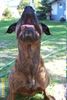 Bull-Boxer Foto: Quincy (ID 6575) Bull-Boxer Hund