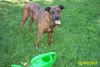 Bull-Boxer Foto: Wer weiß, was außer dem Boxer noch in meimem Hund steckt? (ID 6572) Bull-Boxer Hund