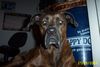 Bull-Boxer Foto: Wer weiß, was außer dem Boxer noch in meimem Hund steckt? (ID 6573) Bull-Boxer Hund