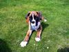 Bull-Boxer Foto (ID 15599) Bull-Boxer Hund