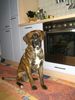 Bull-Boxer Hund