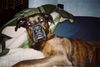 Bull-Boxer Foto: Wer stört? (ID 6576) Bull-Boxer Hund