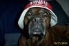 Bull-Boxer Foto: Einmal mit Hut (ID 7241) Bull-Boxer Hund