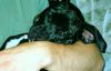 Bull-Boxer Foto: Siva mit neun Wochen (ID 6183) Bull-Boxer Hund