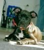 Bull-Boxer Foto: Siva mit 4 Monaten (ID 6158) Bull-Boxer Hund