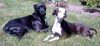 Bull-Boxer Foto: zwei Bull-Boxer, geschwister 4jahre, schwarz (ID 6131) Bull-Boxer Hund