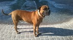 Bull-Boxer Hund