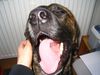 Bull-Boxer Foto: Bin ich müde oder was? (ID 19805) Bull-Boxer Hund