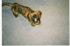 Bull-Boxer Foto: So sah er mit 8 Wochen aus (ID 19804) Bull-Boxer Hund