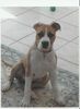 Bull-Boxer Foto: Gretta at 14 weeks (ID 11070) Bull-Boxer Hund