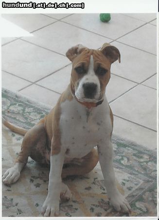 Bull-Boxer Hunde Foto 11070 Bull-Boxer Gretta at 14 weeks