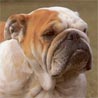 Bulldog, English Bulldog, Englische Bulldogge