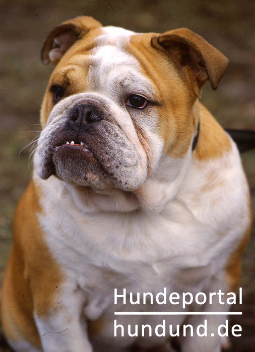 engl hunderasse