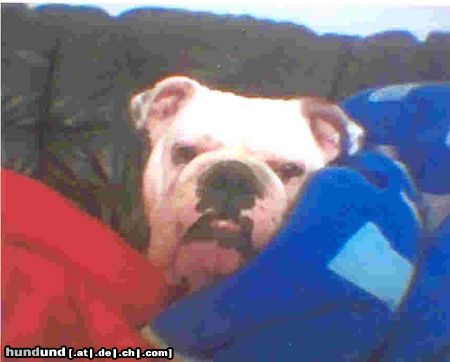 Bulldog Hunde Foto 17463 Bulldog Ötzi morgens beim aufstehen *gg* süß oder!? :D