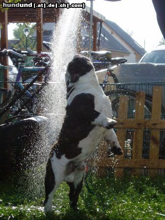 Bulldog Hunde Foto 21361 Bulldog Beebob und der Schlauch