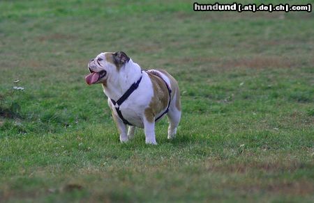 Bulldog Hunde Foto 26297 in höherer Auflösung ansehen Bulldog Ach bin ich müde