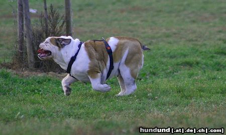 Bulldog Hunde Foto 26298 in höherer Auflösung ansehen Bulldog Und los gehts