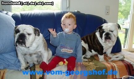 Bulldog Hunde Foto 21359 Bulldog Wilma und Beebob vom Georgshof
