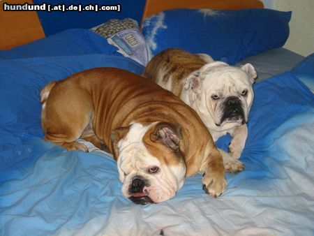 Bulldog Hunde Foto 10211 Bulldog Pepper und Masza