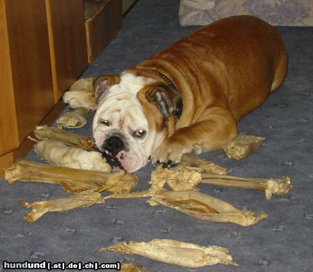 Bulldog Hunde Foto 12854 Bulldog sind alle nicht lecker....