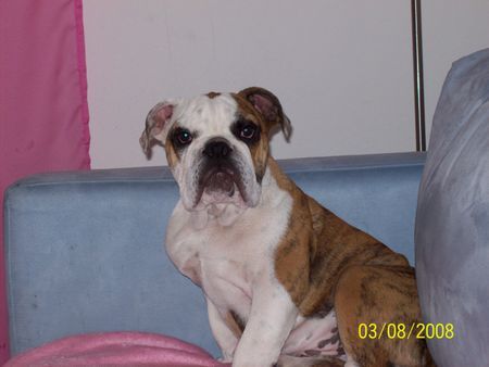 Bulldog Hunde Foto 42630 in höherer Auflösung ansehen Bulldog Homer mit 4 Monaten