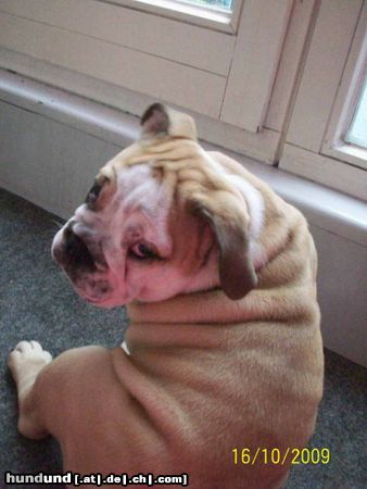 Bulldog unsere kleine Pamela