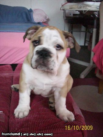 Bulldog unsere kleine Pamela