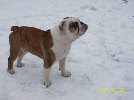 Bulldog Homer mit 9 Monaten im Schnee