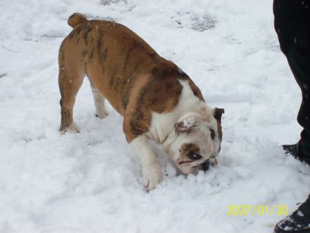 Bulldog Homer Spielt im Schnee