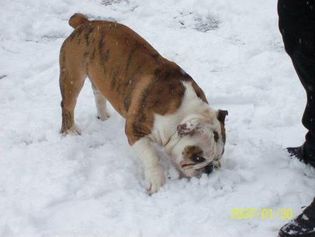 Bulldog Hunde Foto 43536 in höherer Auflösung ansehen Bulldog Homer Spielt im Schnee